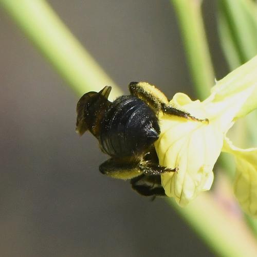 Andrena sp.